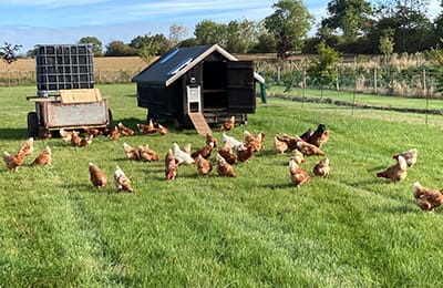 chickens
