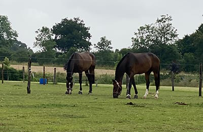 horses