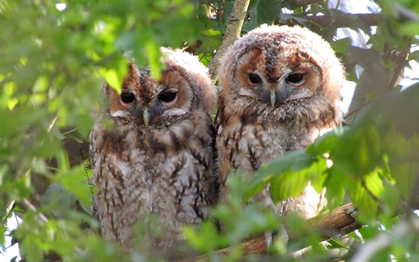 Owls