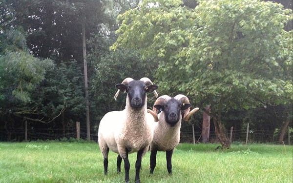 Baylham Sheep